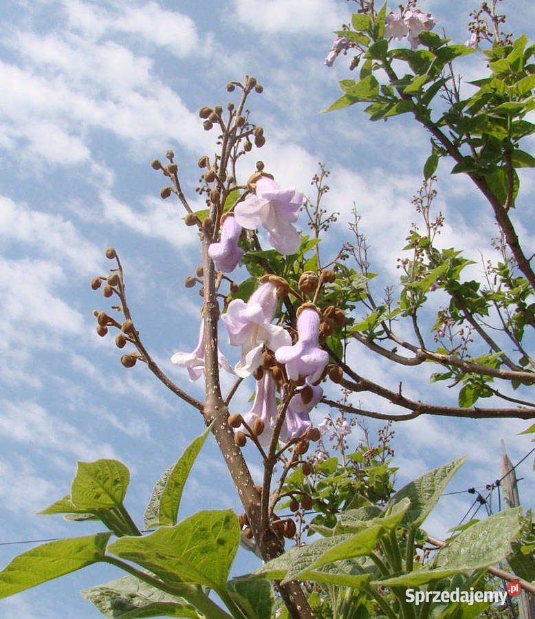 Paulownia nasiona 8001000 Cesarskie drzewko Przemyśl