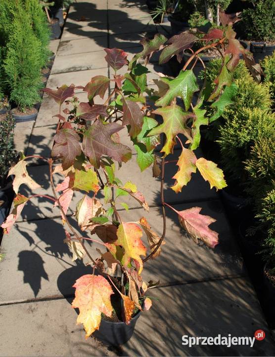 Hortensja dębolistna krzewy w doniczce Osiny 49a