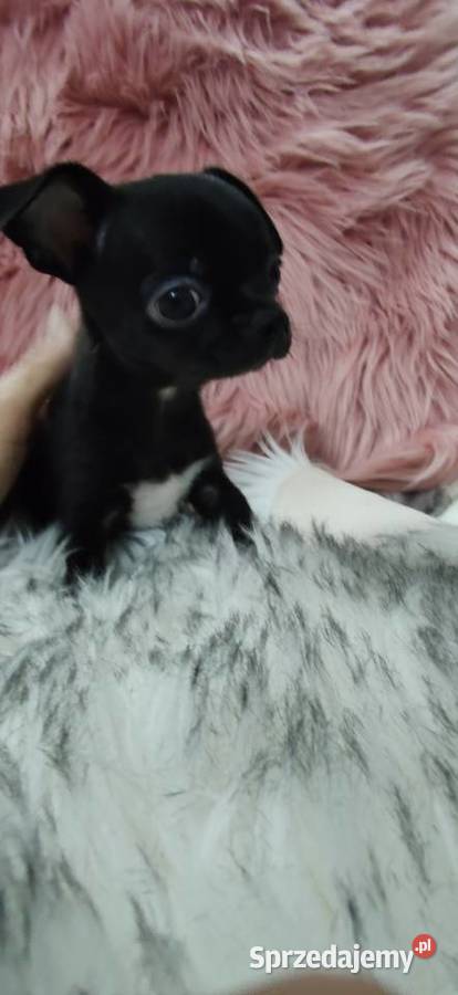 Gotowy Do Odbioru Czarny Piękny Chłopczyk Ciszkowo