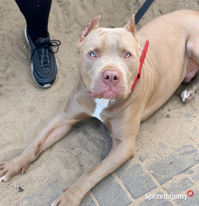 Geisha American pit bull Terrier Opole