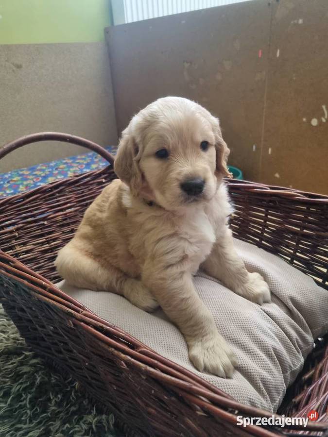 Szczeniaki rasy Golden Retriever z rodowodem Stronie Śląskie sprzedam