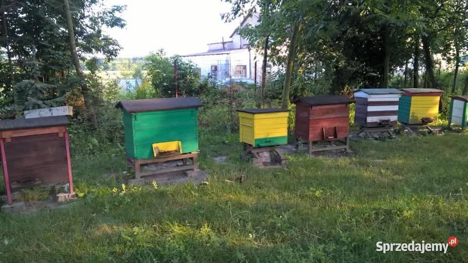 Sprzedaż Pasieki
