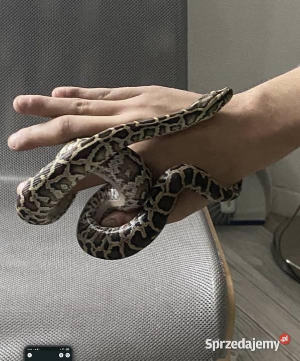 Pyton tygrysi ciemnoskory Pyton birmański Python Dąbrowa Górnicza