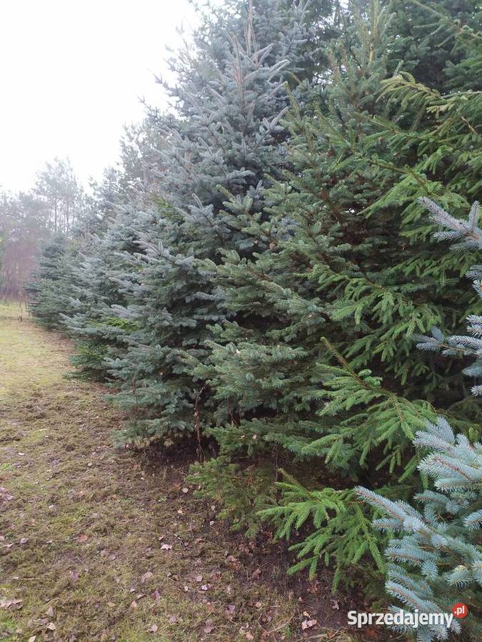 Choinki z własnej plantacji Iglaste Zaleszany