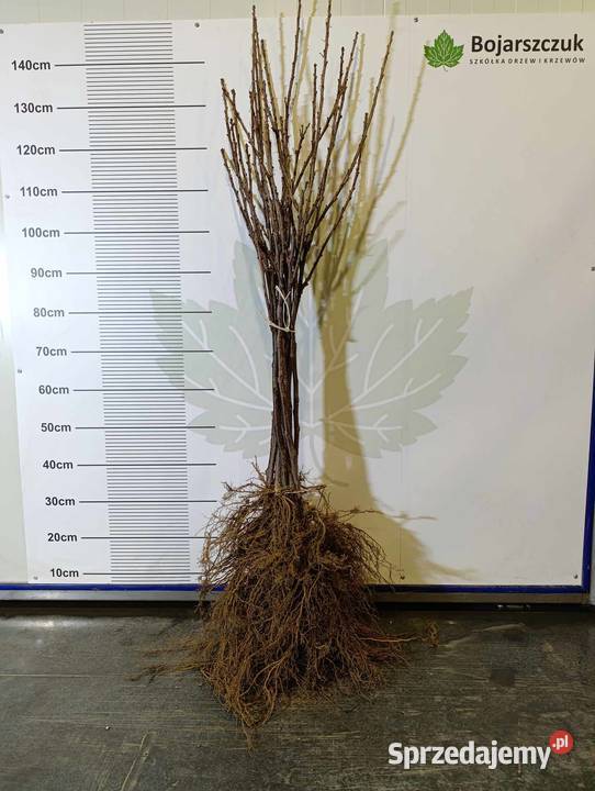 Sadzonki porzeczki czarnej czerwonej białej PA Stary Pożóg