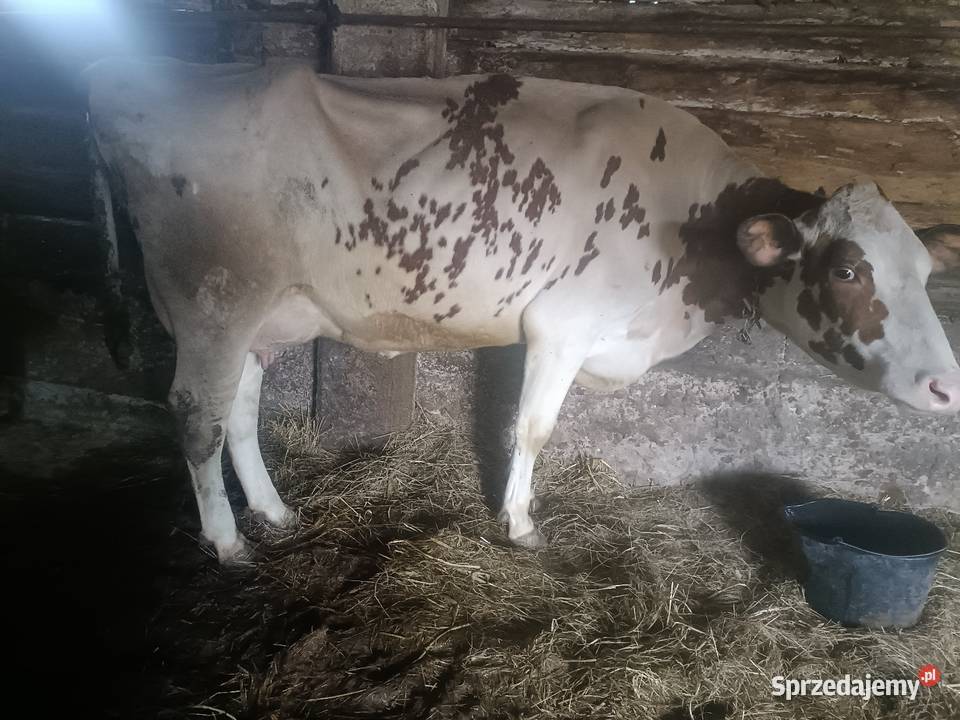 sprzedam krowę Brańsk