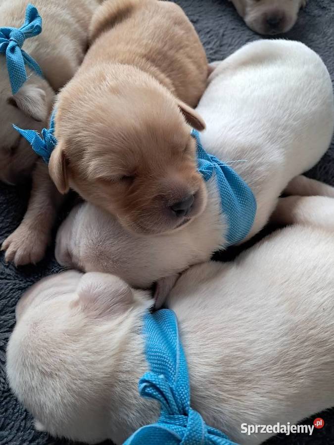 Szczeniaki rasy labrador retriewer Tarnów