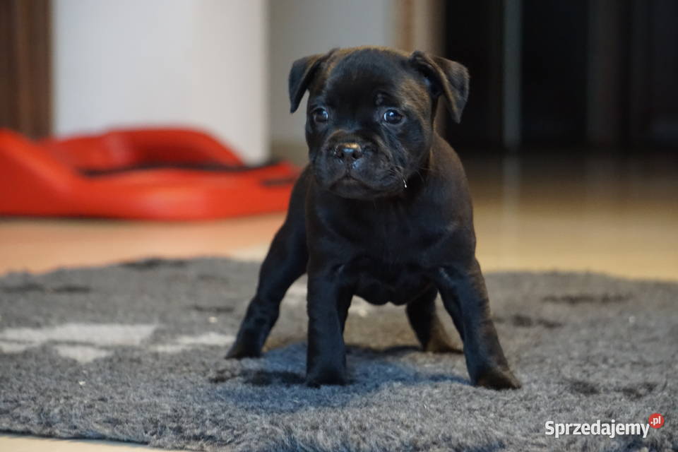 Suczka rasy Staffordshire Bull Terrier z Aleksandria