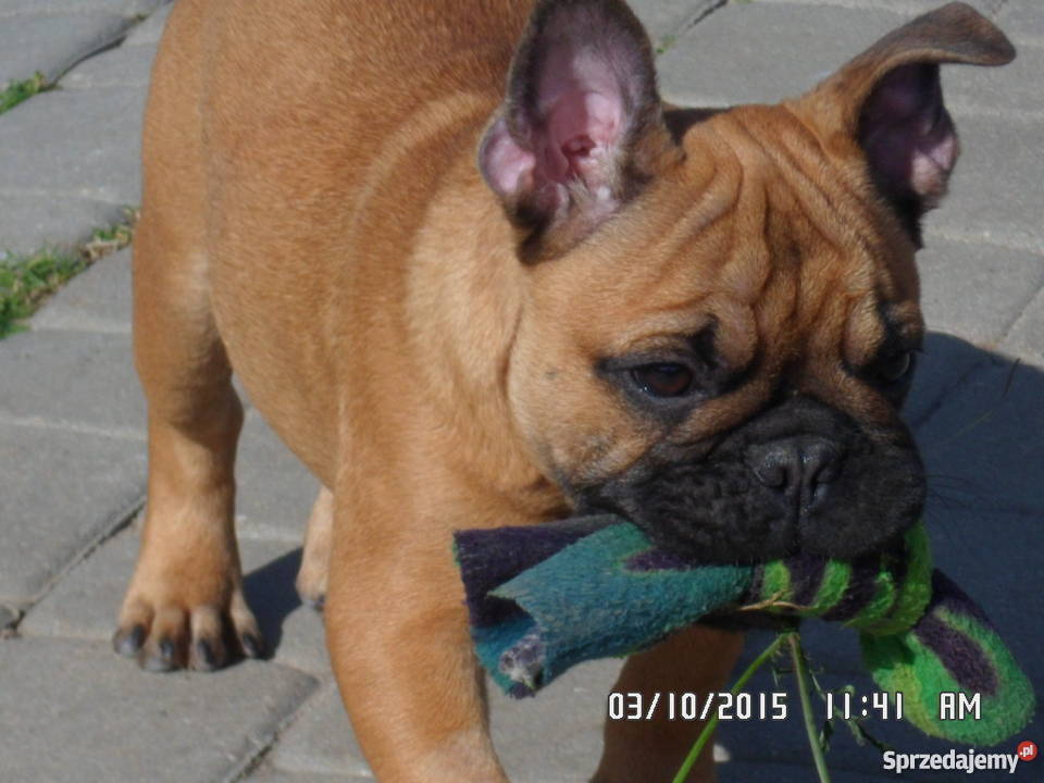Buldog Buldożek Francuski rod FCI ZKwP Świdnik