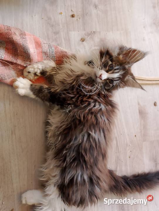 Celinka Maine Coon Czarna Sędziszowska