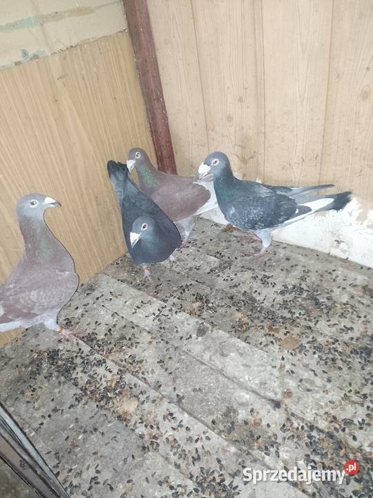 Gołębie staropolskie Dąbrowa Górnicza