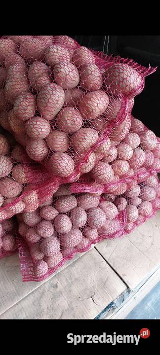 Ziemniaki wielkości sadzeniaka irga gala Łapy sprzedam