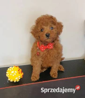 Pudel Pudelek Toy Toffik piesek red Psy Częstochowa