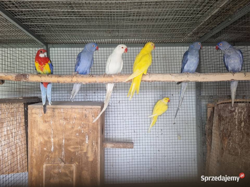 Papugi aleksandretty obrożne małopolskie