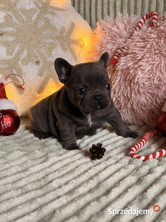 Buldog francuski do rezerwacji Buldog Częstochowa