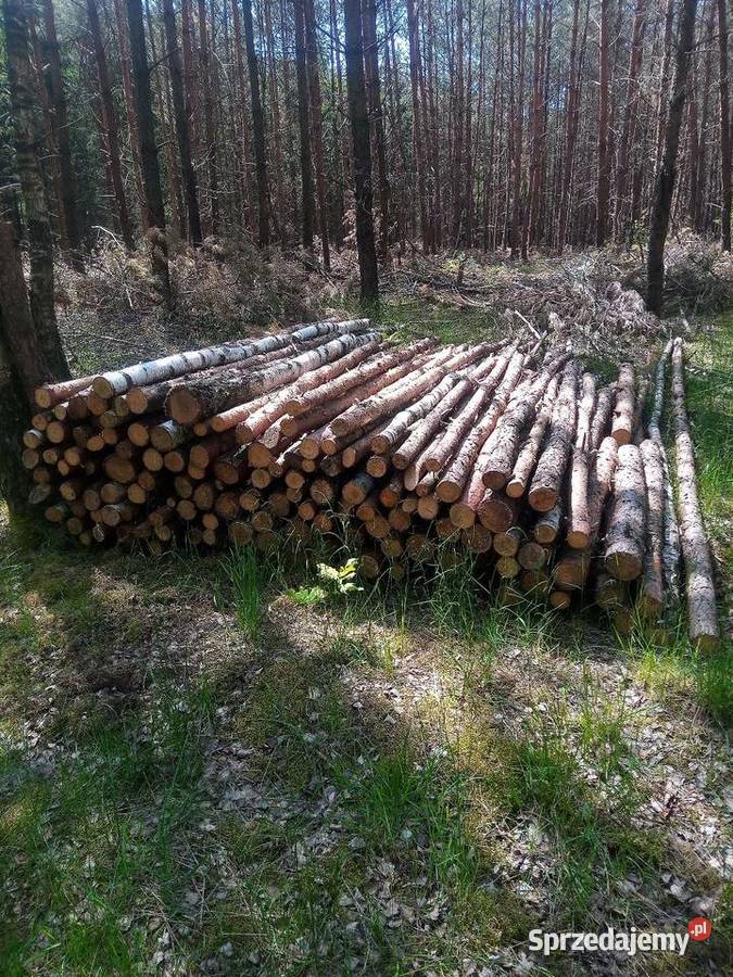 Drewno opałowe suche sezonowane Poznań