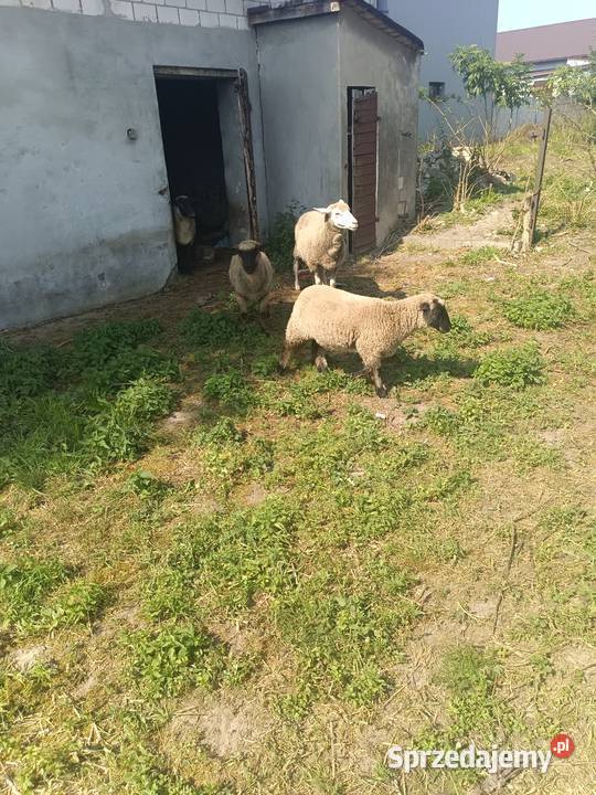 Baranki owce