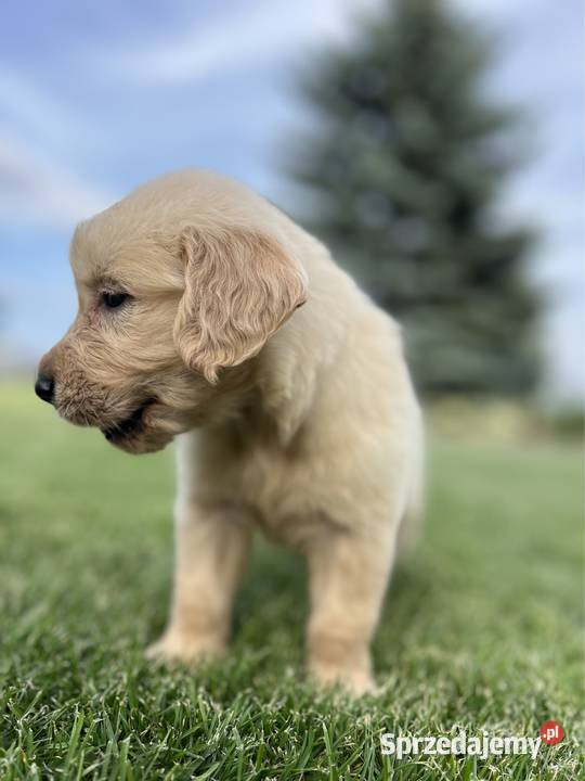 Golden Retriever kremowy samiec do odbioru mazowieckie Radom