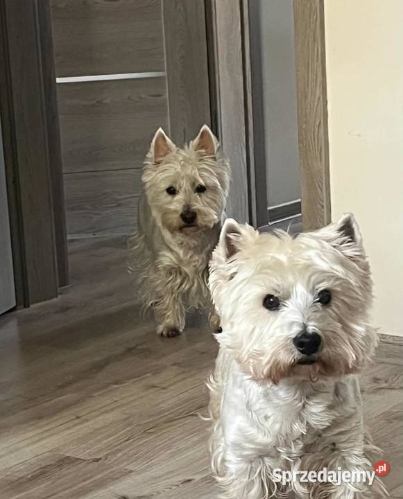 West Highland White Terrier
