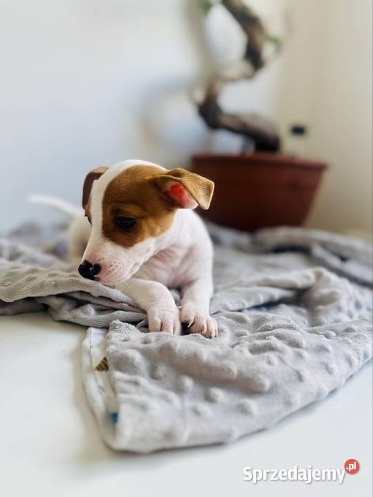 Uroczy Jack Russell Terrier z rodowodem Poznań sprzedam