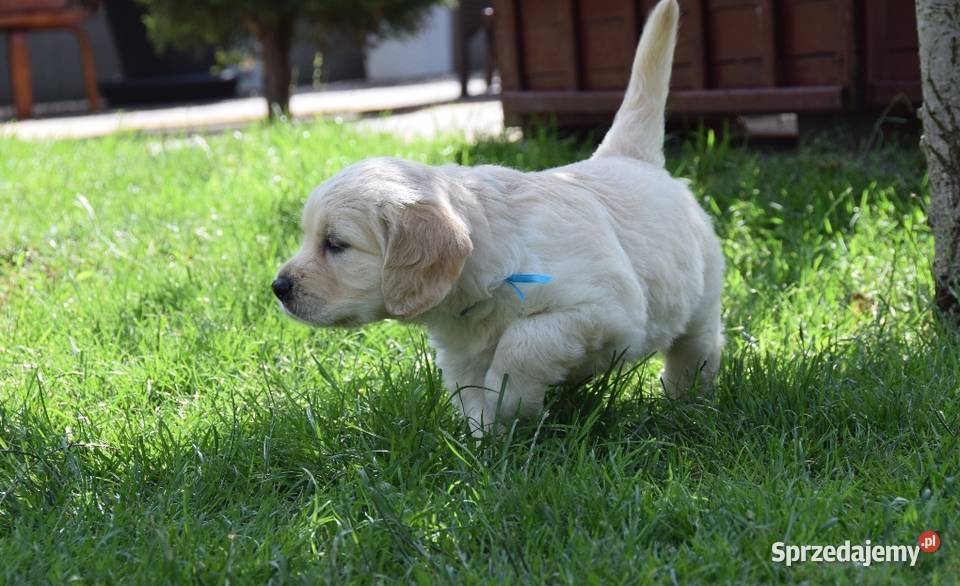 Golden Retriever szczenięta ZKWP FCI Łochów
