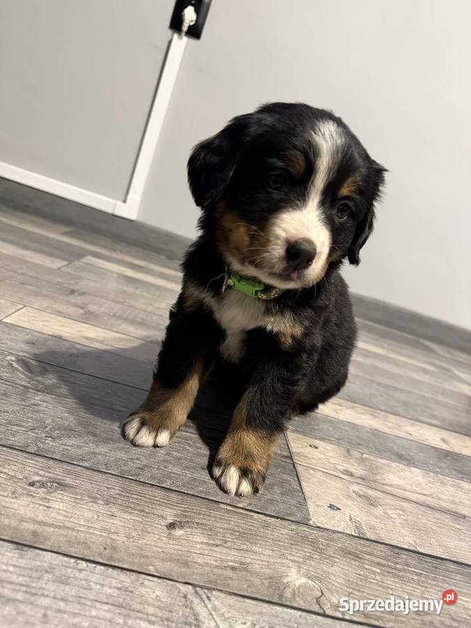 Szczenięta berneński pies pasterski Gorzów Wielkopolski