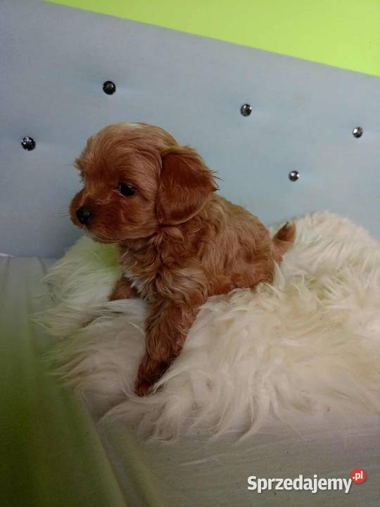 Maltipoo F1b małopolskie Miechów