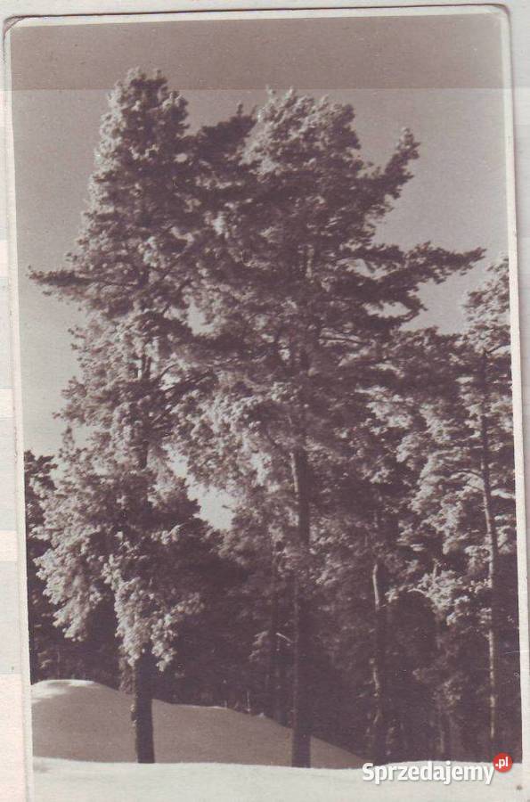 K Poczt Drzewa zimą śląskie Gliwice