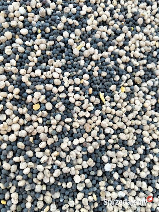 sprzedam łubin zmieszany w wyką Zamość