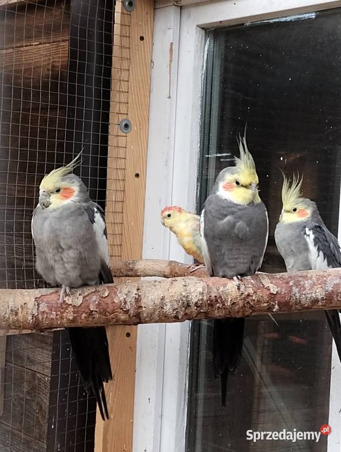 para nimf papugi nimfy Ptaki Sarnaki