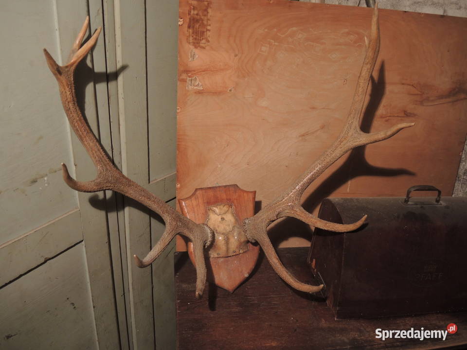 poroże jelenia na desce Wrocław