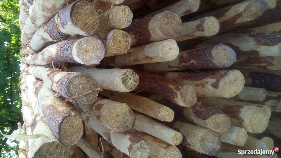 Kołki paliki do drzewek sadowniczych Pozostałe Sompolno