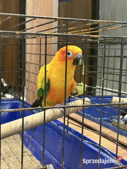 Konura słoneczna samica 3 letnia kujawsko-pomorskie Ośno Drugie