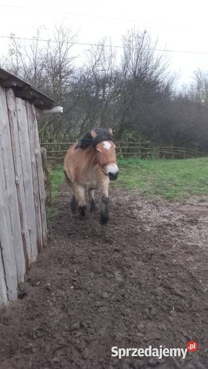 Sprzedam klacz zimnokwista 3 letnia zrebna Konie Gąbin sprzedam