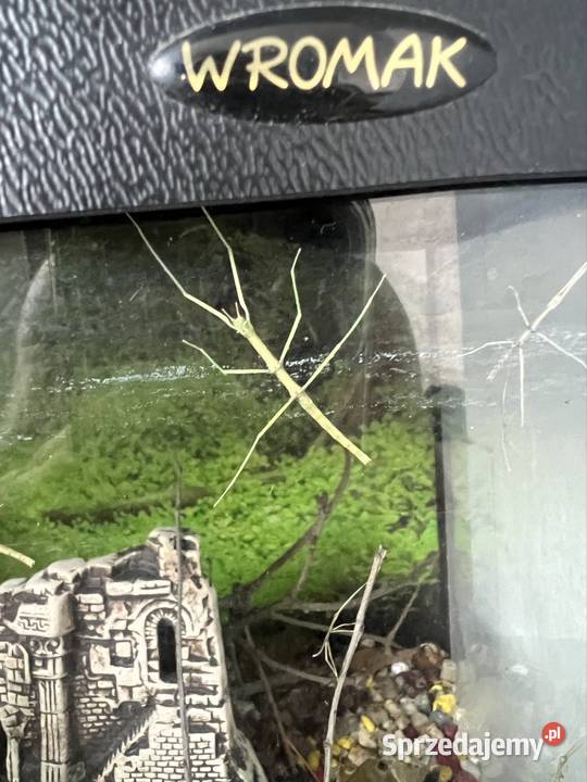 Patyczaki 2 do 6 Strzałkowo