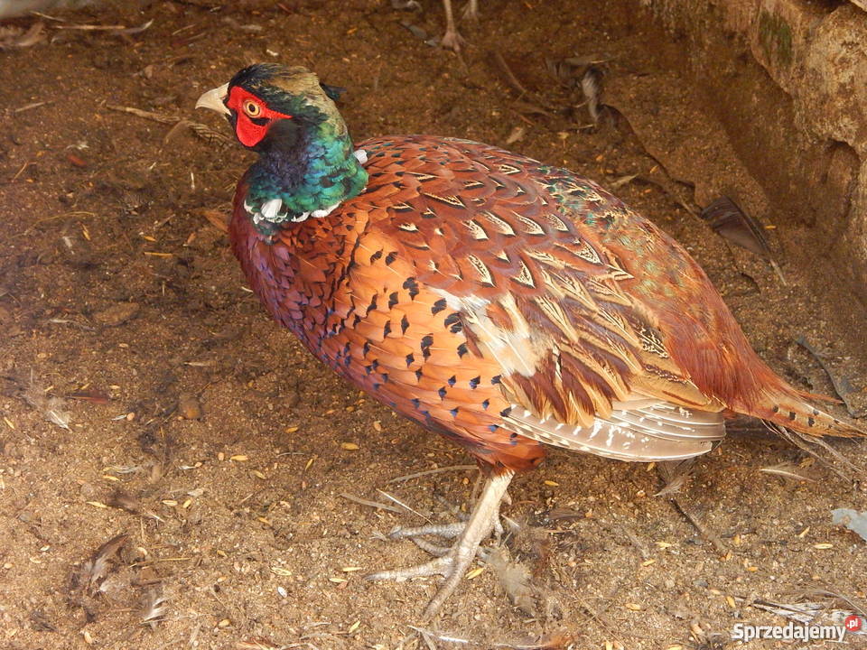 Bażantbażanty kiściecsrebrnełowne Pozostałe dolnośląskie
