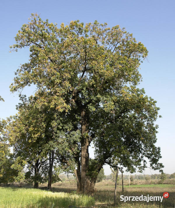 MADHUCA LONGIFOLIA Madhuca longifolia NASIONA Lubanie