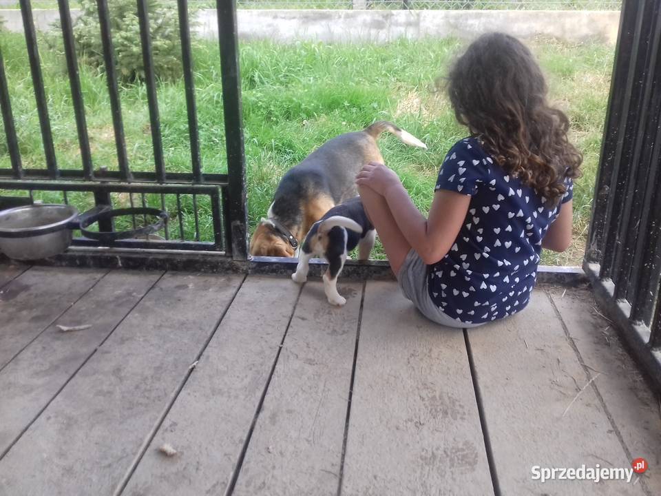 Piesek rasy Beagle z rodowodem Gnojnik