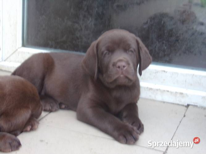 Szczeniak rodowodowy labarador retriever Zwierzęta Oborniki Śląskie