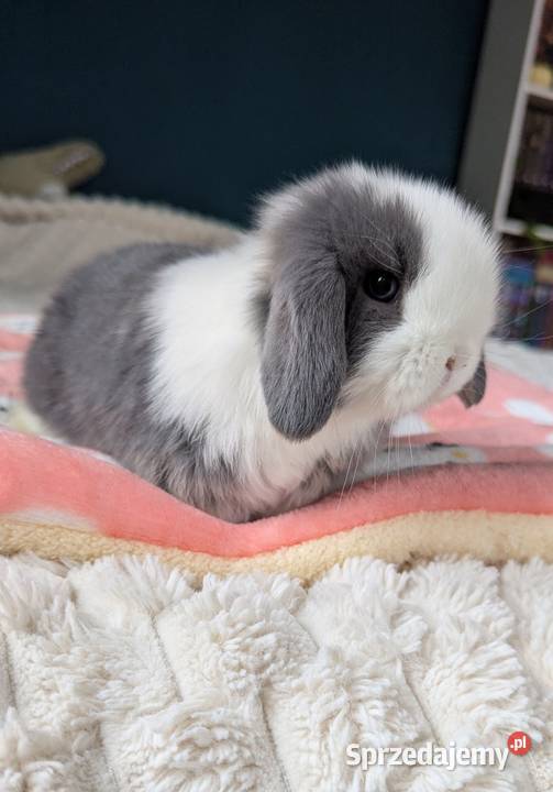 Mini lop krolik miniaturka mały karzełek baranek Biadoliny Radłowskie