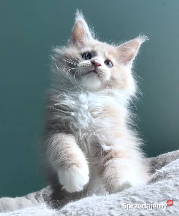 Maine Coon kocięta imporcie Linia Shaded Wińsko