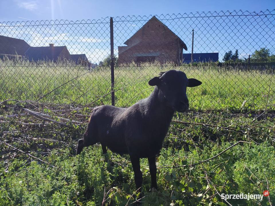 Tryk kameruński czarny Adamowice