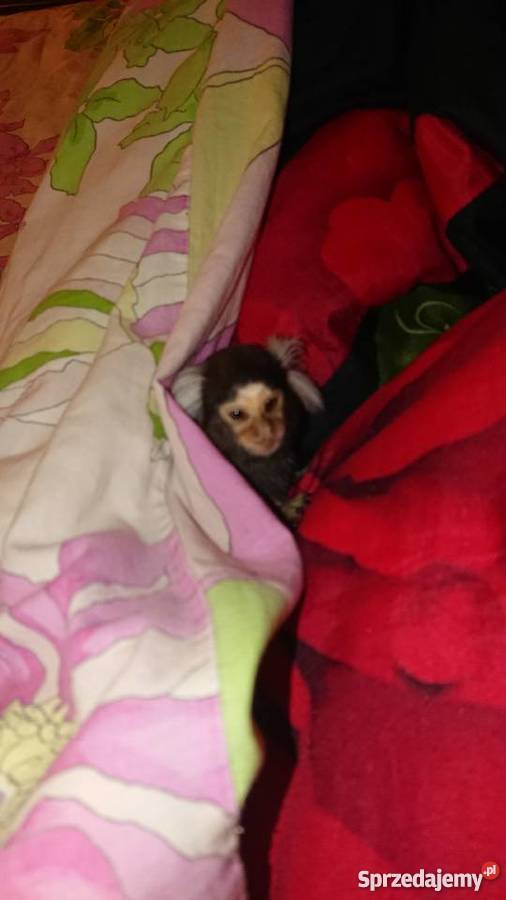 Małpka marmozeta białoucha Grajewo