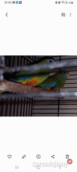 Łąkówki wspaniałe Staszów sprzedam