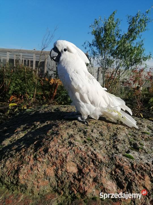 Kakadu Alba Ptaki Pamiątkowo