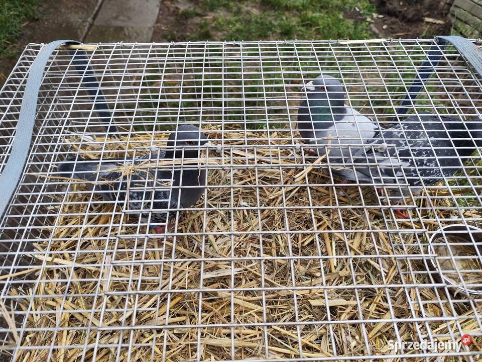 Gołebie gołębie Kościan