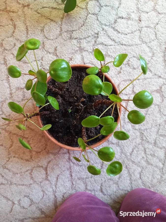 Pieniążki do hodowli albo rozmnożenia Sosnowiec sprzedam