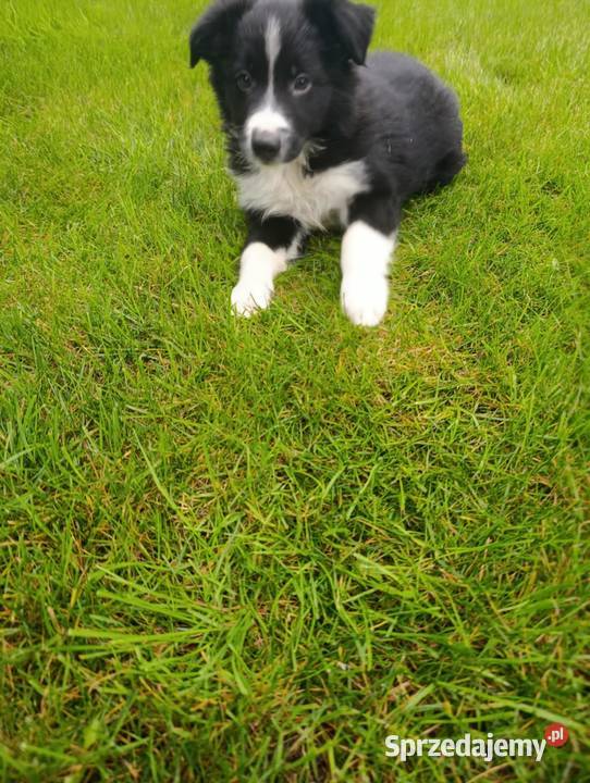 Border Collie Piesek świętokrzyskie Szczaworyż