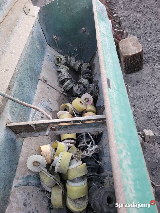 Siewnik poznaniak Miedniewice