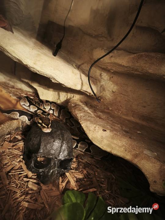 Pyton Królewski mazowieckie Płońsk
